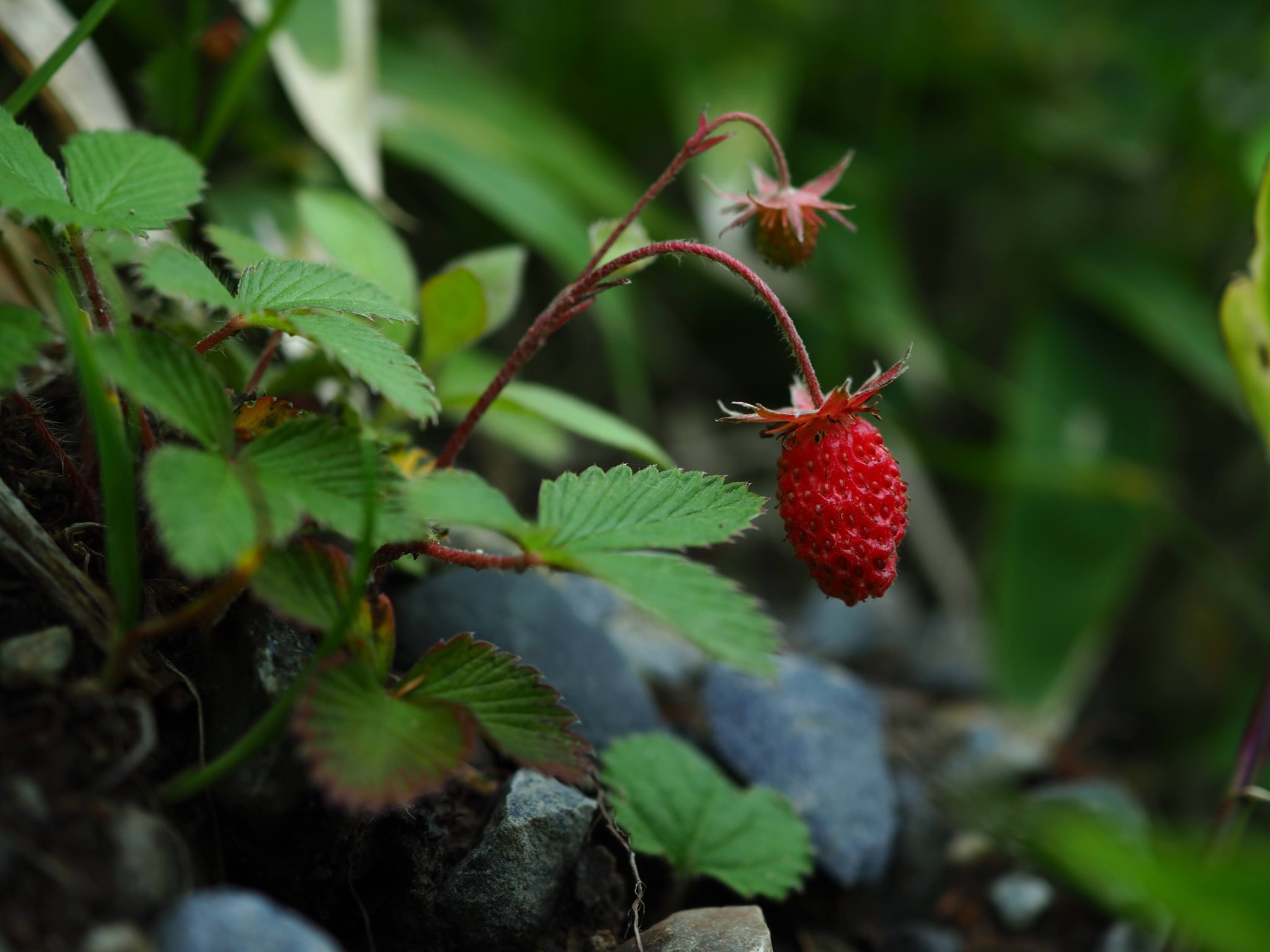 信州大学 自然科学研究会 シロバナノヘビイチゴ 栽培 流通しているいわゆるイチゴに近縁な野生のイチゴ 松キャンの 広義の 裏山にて 信大自然研生き物紹介 春から信大 T Co Kqztdb5woi Twitter
