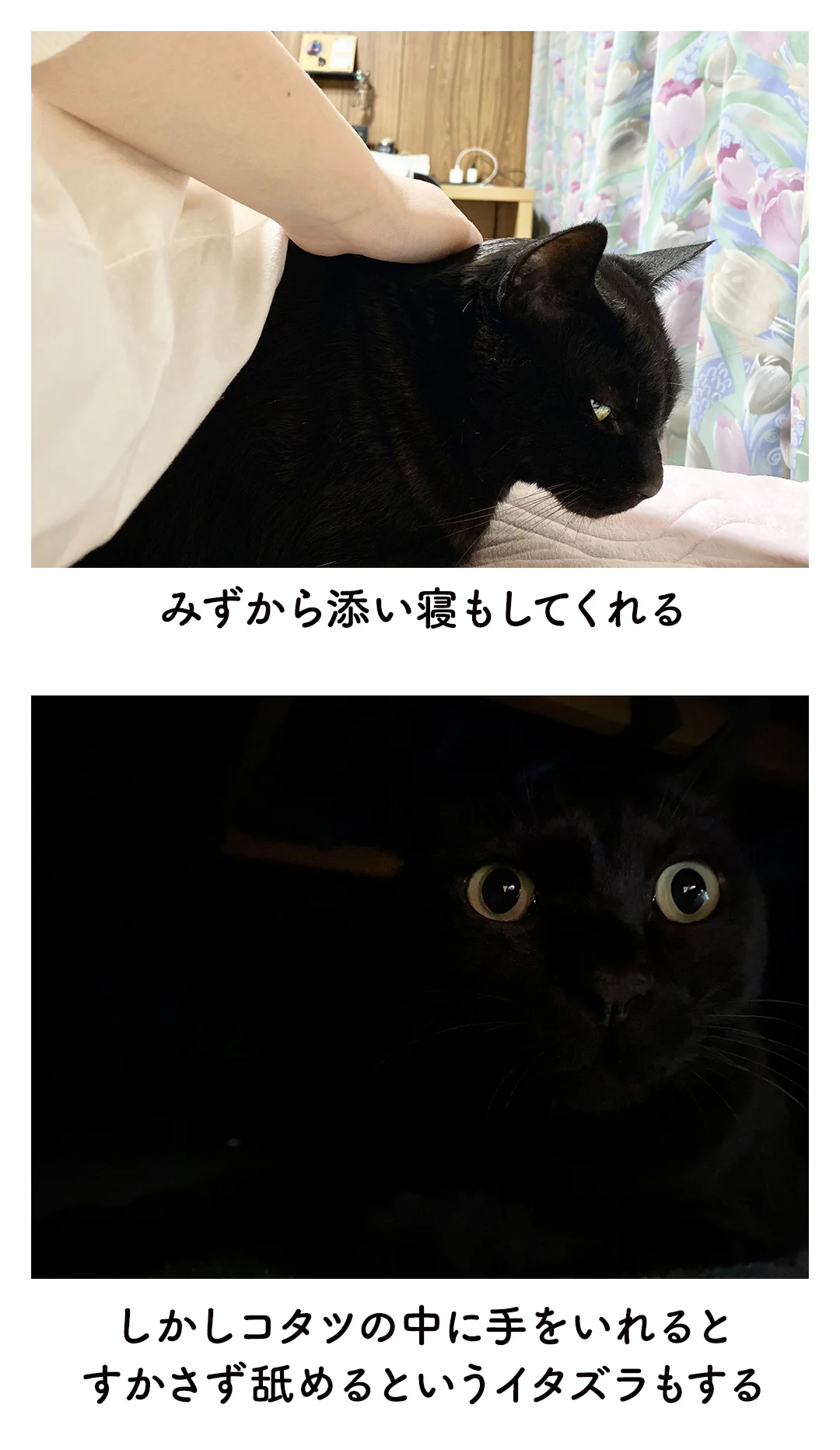猫に大切にされると嬉しい！ほのぼの日常を描いた絵日記！