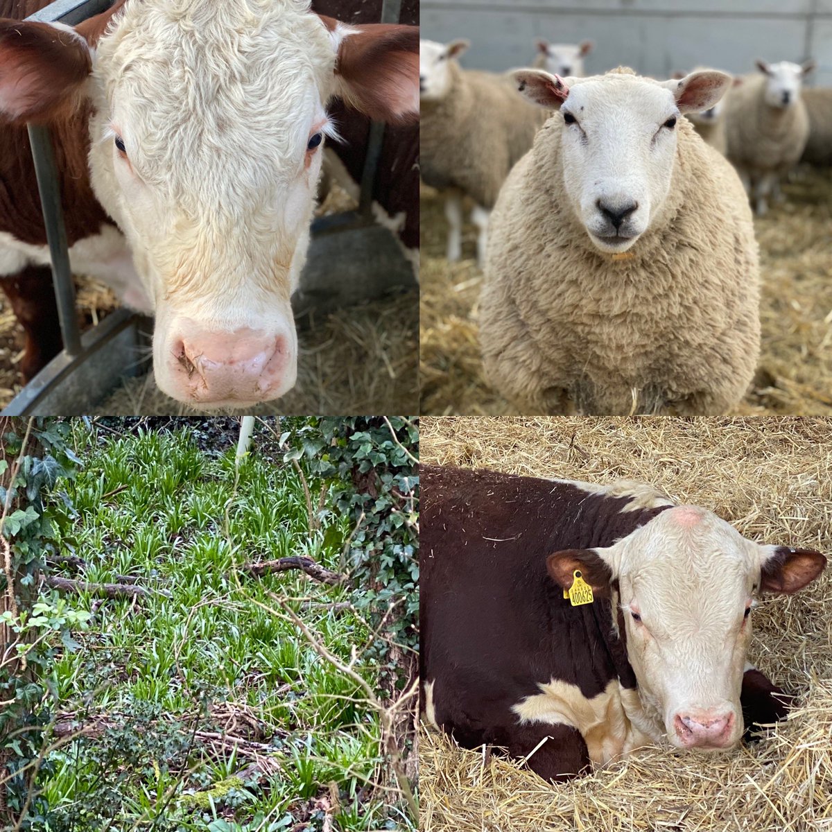 If you’re coming for a walk through Hammonds End this weekend there’s plenty to look out for. Always nice to see people out enjoying the countryside some of us are lucky enough to live and work in.