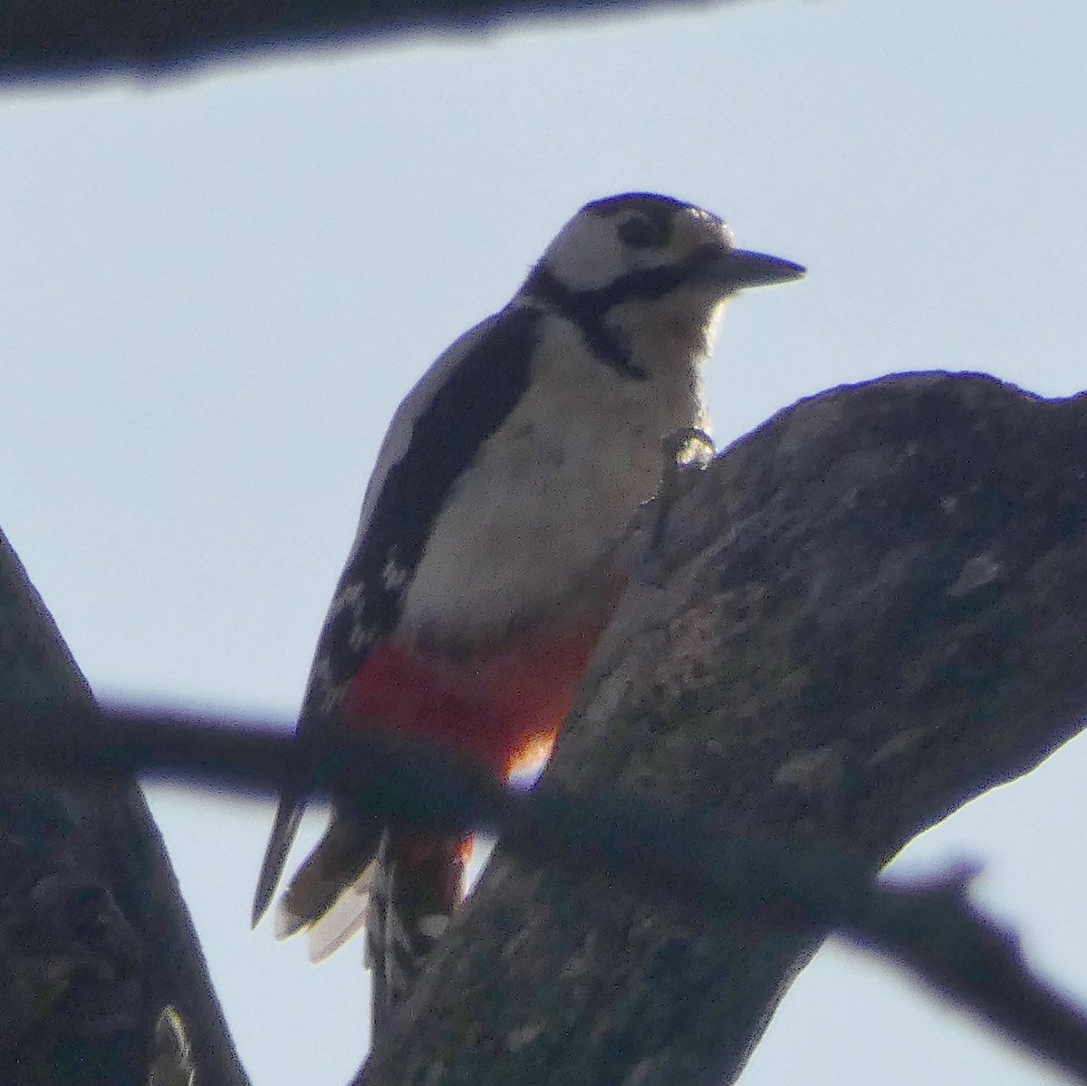 jmpicasprat's tweet photo. Ocells d’avui #picotgarcergros #oreneta #cruixidell i #cotoliu crec #casserres #berguedà @birdcatalunya https://t.co/kS8prKxkf9