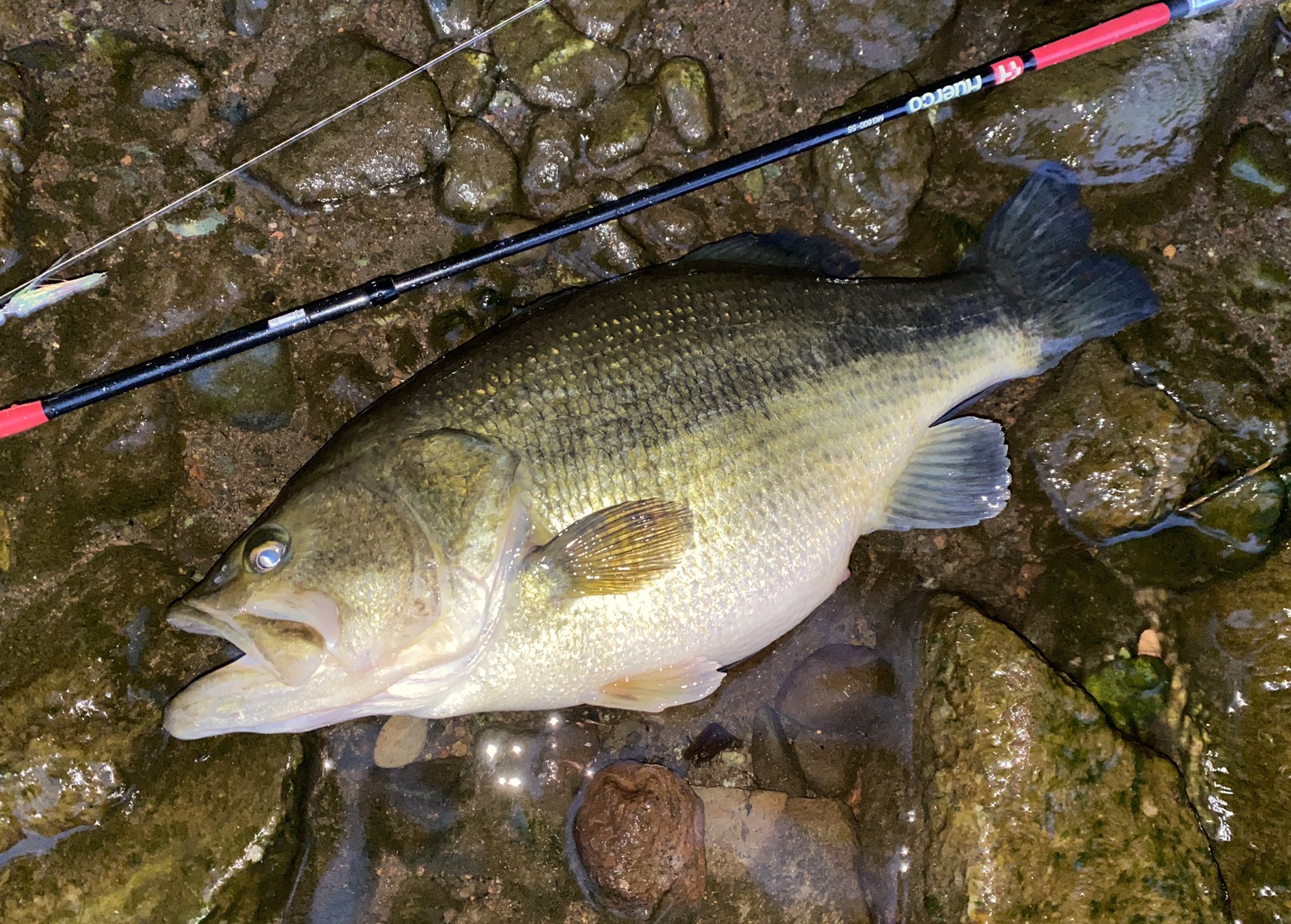杉岡 パンパンすぎ デカブラウンどこ 芦ノ湖バス釣り T Co 0n1wwnmzgx Twitter