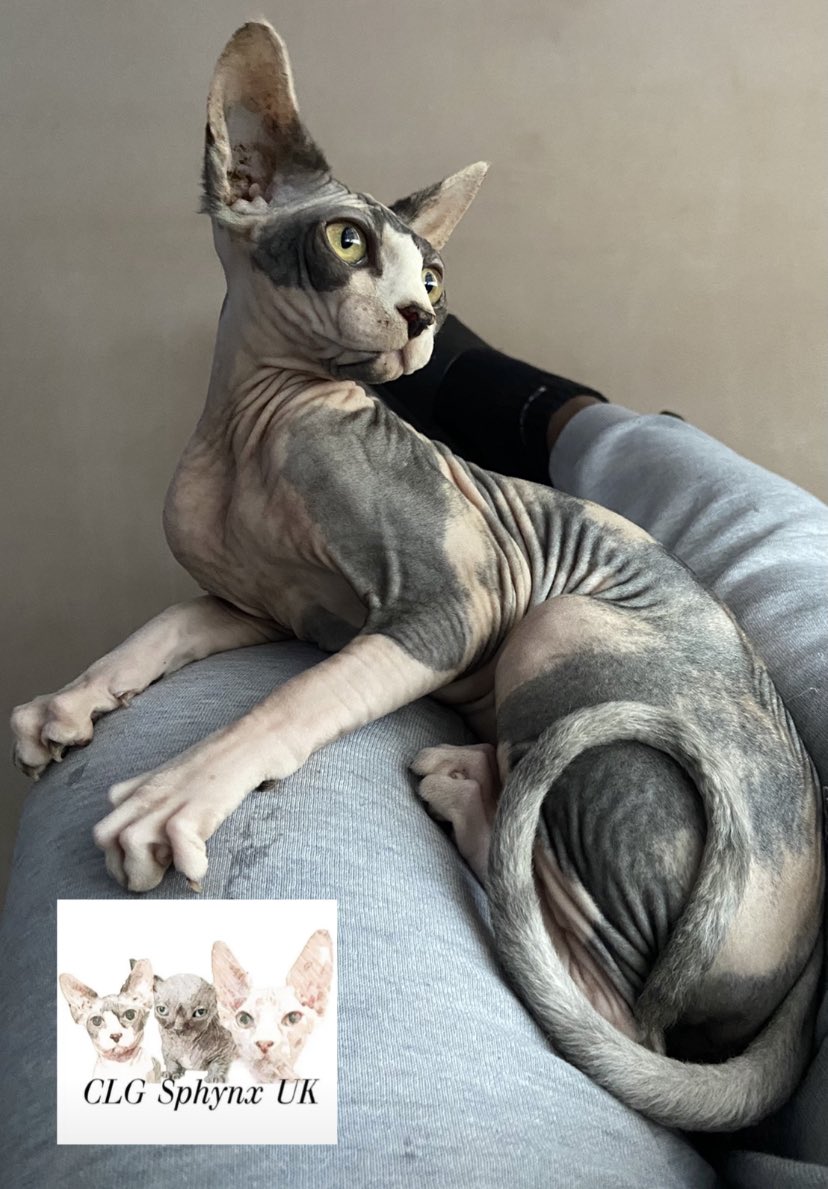 The First Lady GOOCH #gooch #sphynx #sphynxcat #sphynxwag #sphynxclub #sphynxworld #sphynxlovers #sphynxmoments #sphynxofig #sphynxdaily #CLGSphynxUK
#sphynxcorner #sphynxworldwide #sphynxsquad #sphynxcattery #sphynxbreeder #sphynxunlimited #sphynxgram #sphynxclothes