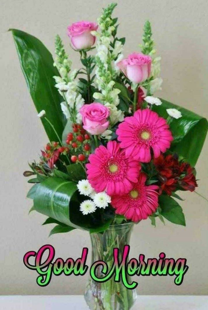 dindu_sher's tweet photo. I'm back good morning (only for chvd dindu bvlls) https://t.co/YYoNq2aAs3