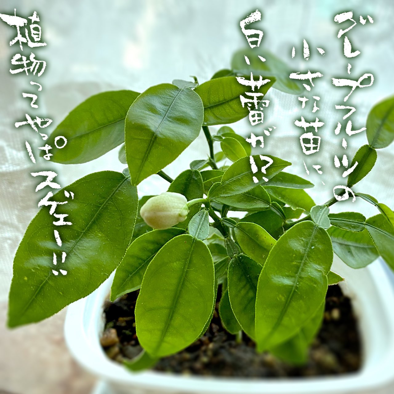 グレープフルーツの苗 Twitter Search Twitter