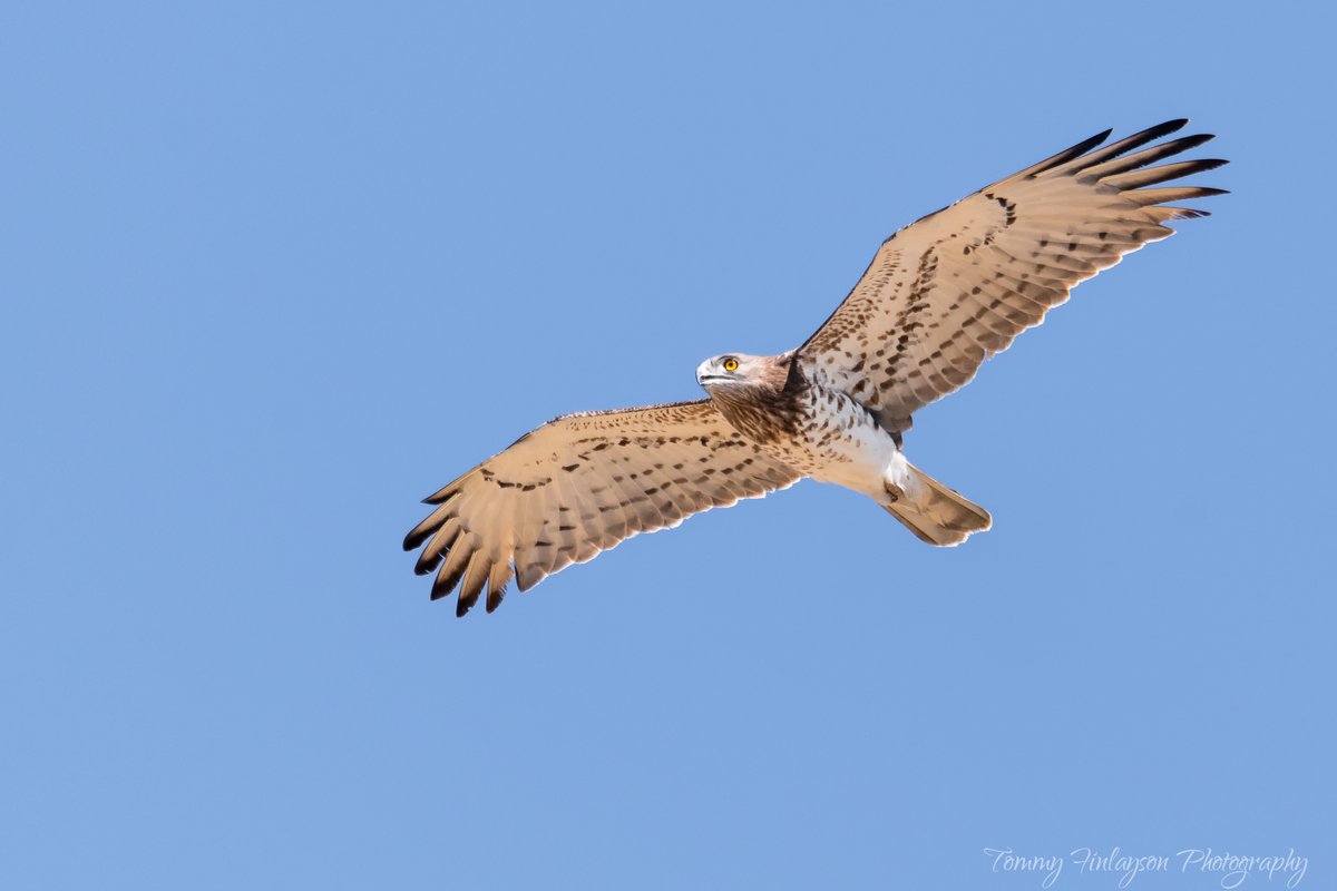 TommyFinlayson's tweet photo. A Short-toed snake eagle, one from hundreds that were seen yesterday crossing the Strait of #Gibraltar #birdphotography #BirdsSeenIn2021 #birds #raptor @BirdingRasta https://t.co/UWraTnKg3V