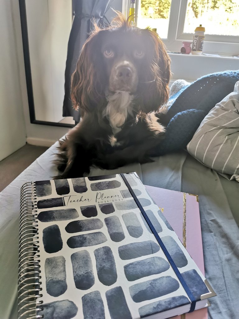 Miss_C_Kennedy's tweet photo. @TPositiveTC I think Toby is as excited as I am! #inkplanner #sprockerspaniel 💙 https://t.co/bj6QJlVdJk
