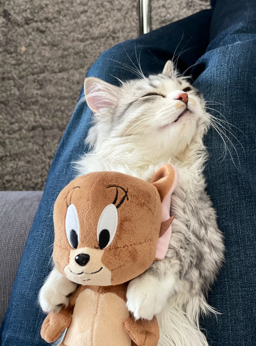 トムジェリ名場面総選挙 Twitter Search