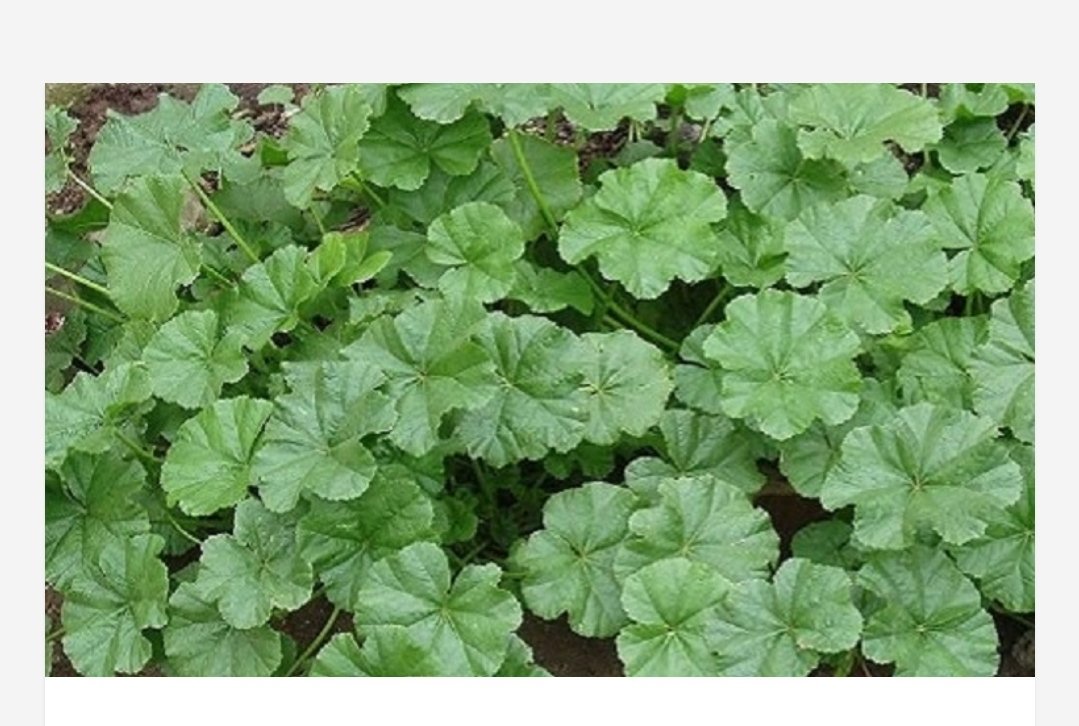 Aytekin_Niketya's tweet photo. Əmənkömənci qovurması ☘
#Qarabağ #balba
🇦🇿 Azərbaycan mətbəxi
#faydalı
#bəhbəh in #Azerbaijan|ian #yummy
#malva #Azerbaijancuisine #meal
#vitamin
мальва #польза
Азербайджанская кухня
#вкусно #вкуснятина https://t.co/fuSeLA1iPL