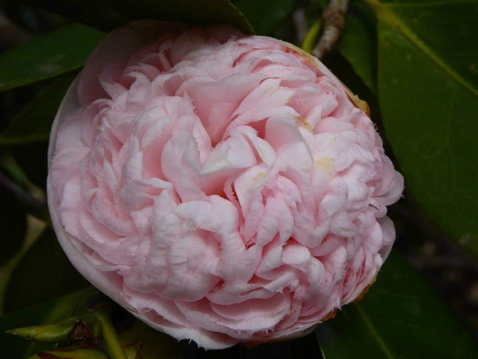 skymanuelima's tweet photo. Camélias dos jardins do Palácio de Seteais, em Sintra. #Camélias ##Palácio #Seteais #Sintra #visitPortugal #travelphotography #viagens #FotógrafoAmador https://t.co/lT4HmcuKWH