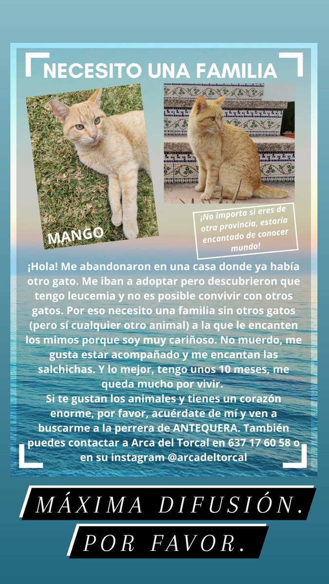 Maria3_mrm's tweet photo. MÁXIMA DIFUSIÓN, POR FAVOR. MÁLAGA. Incluso Andalucía. https://t.co/jY5HYsOh1T