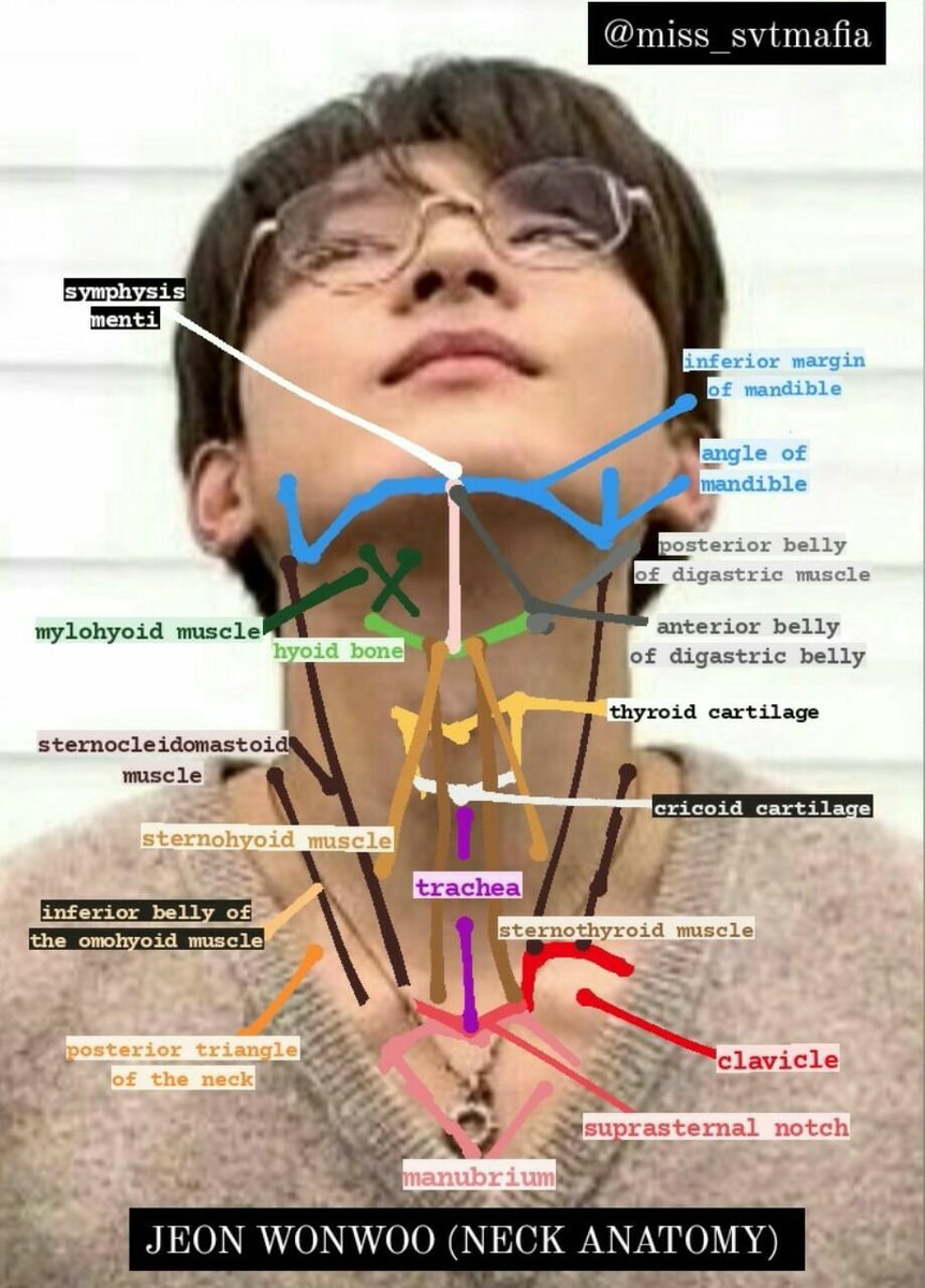 it's the anatomy of the neck with jeon wonwoo today!!! 📚 <a href="/pledis_17/">세븐틴(SEVENTEEN)</a>