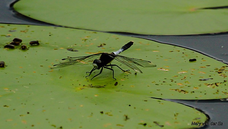 Mary van der Es tweet media