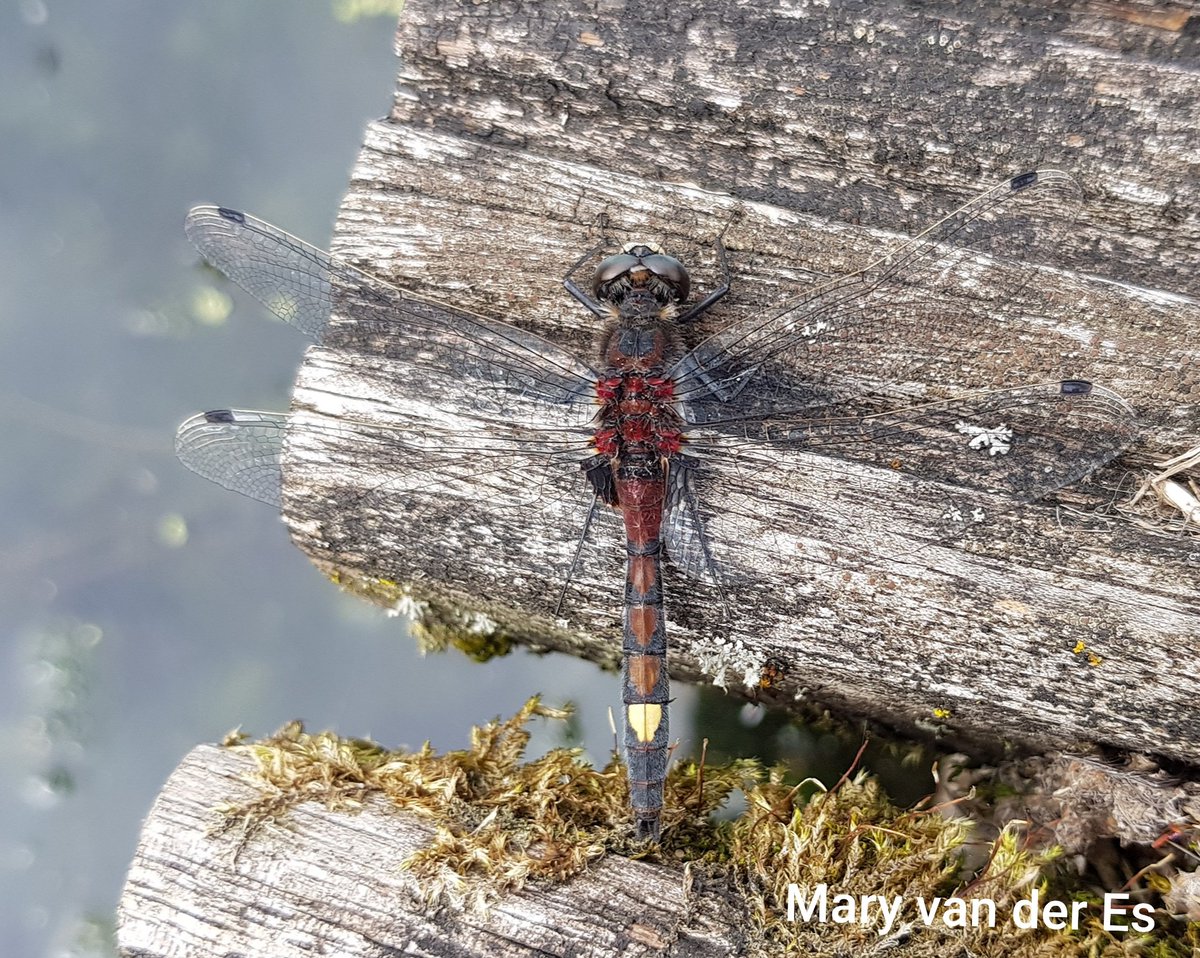 Mary van der Es tweet media