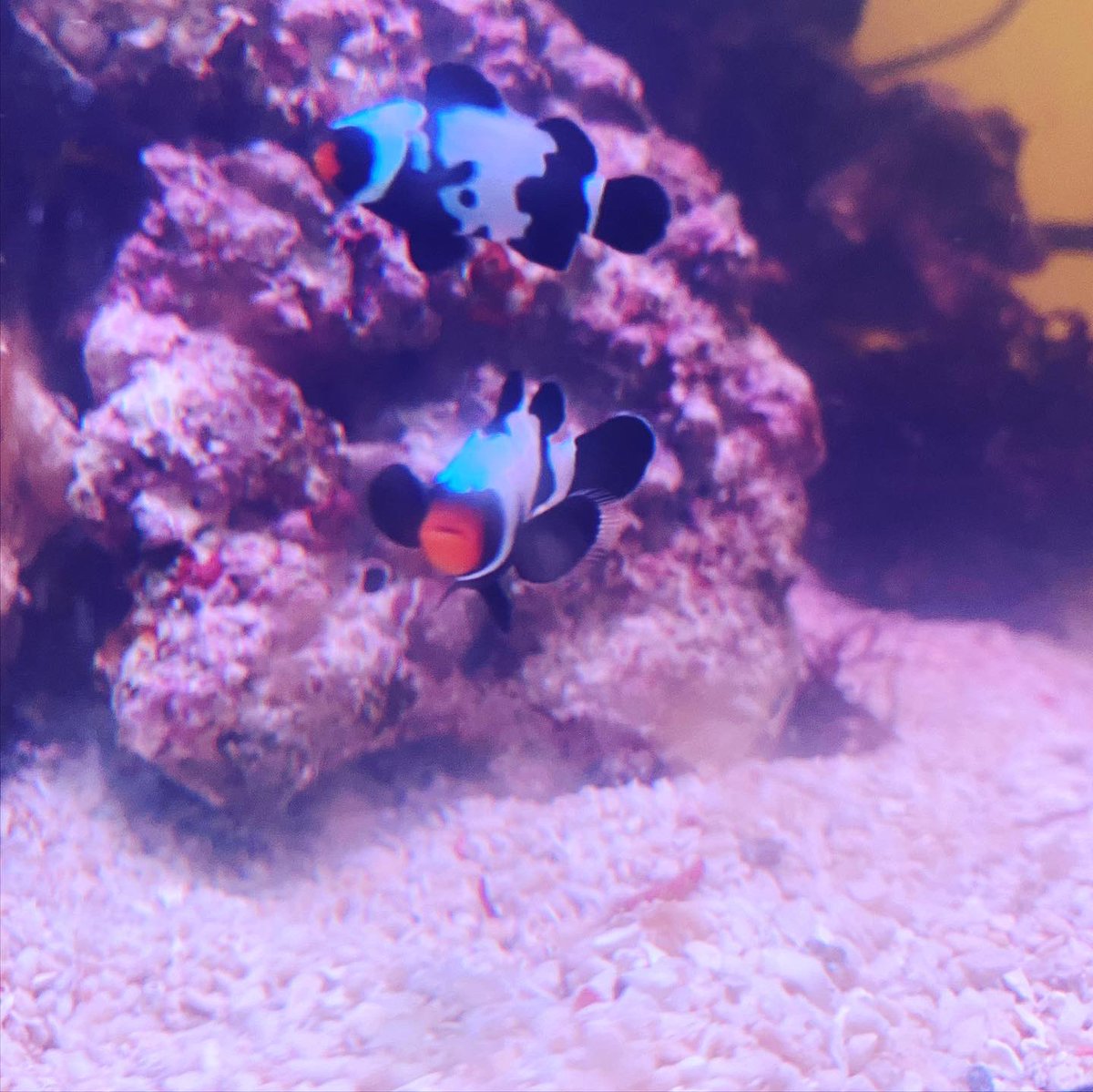 ブラックオセラリス ブラックオセラリス