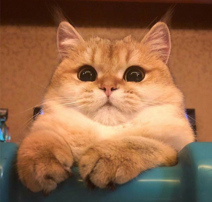 NYCATBOY's tweet photo. https://t.co/EtkXq5AOYy