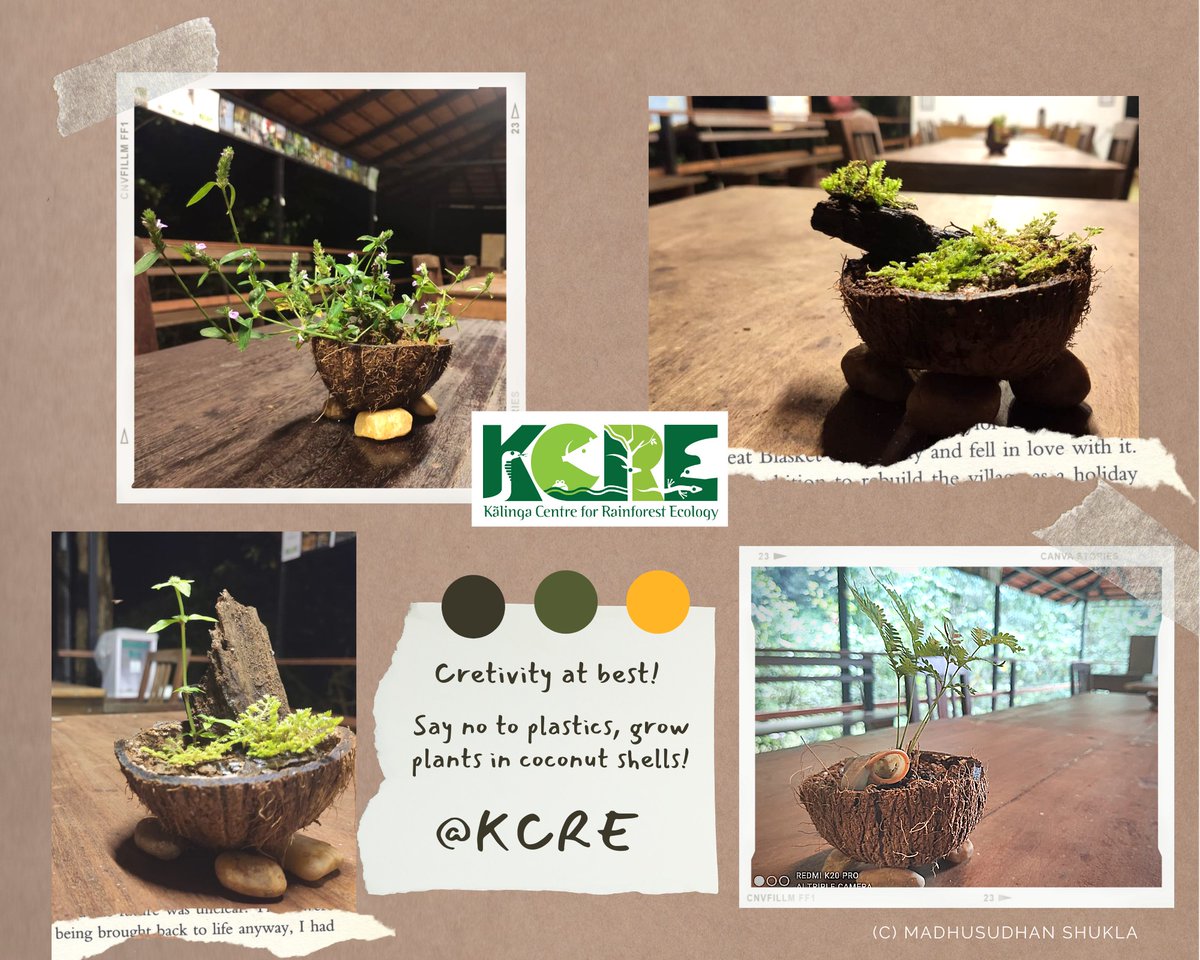 KalingaCRE's tweet image. Go Coco! Have you tried this? If you have, take a pic and share it with us :) They make very good pot for succulents too. 

#KCRE #coconutshells #shellplanters #cocoplanters #saynotoplastics #biodegradable