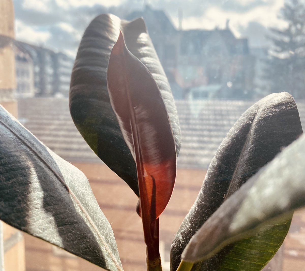 Juanantwiter's tweet photo. Plant daddy? Si soy #greenhouse #greenathome #springisthere https://t.co/4cl1tWbXdW