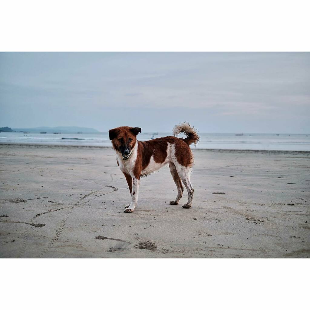 #beach #dog #dogposing 

#dogposingforpicture #everyphototellsastory
#streetphotography #streetphotographyindia #streetphotography_bw #streetphotographer #streetphotographers #streetphoto_bw #streetphotos #streetphoto_bnw #streetphoto_greatshots #fuji #f… instagr.am/p/CMXZwkBH5e8/