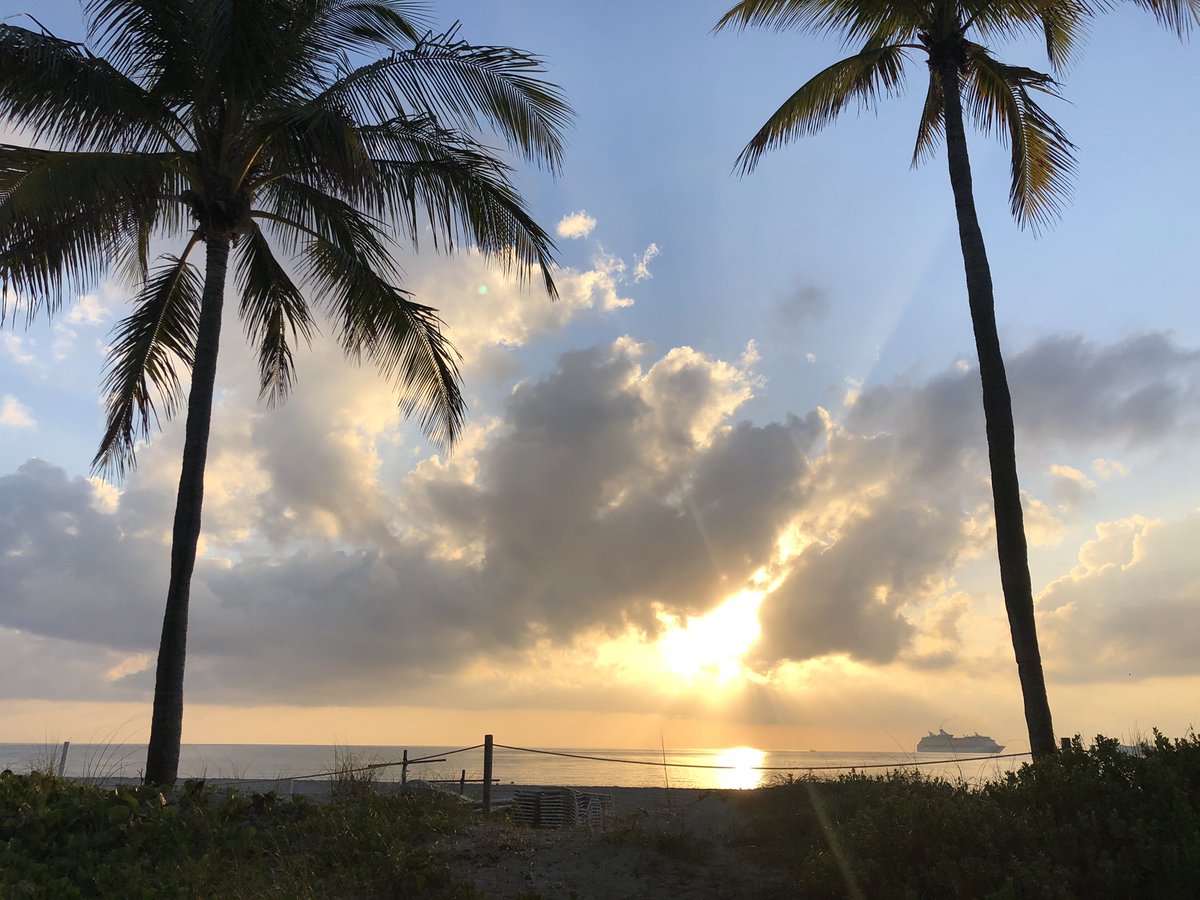 Palm tree beach living #palmtree #beach #sunset #florida #photography #happyplace