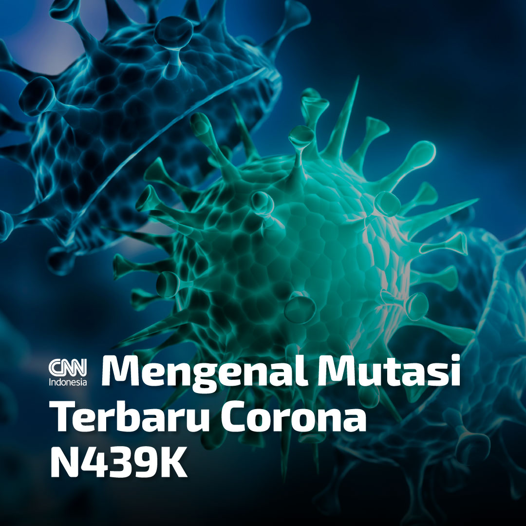 .<a href="/eijkman_inst/">PRBM Eijkman</a> mengungkapkan sebanyak 48 kasus mutasi virus SARS-CoV-2 varian N439K telah terdeteksi di Indonesia sejak akhir tahun 2020 lalu.

Apa yang perlu Anda ketahui soal varian ini? bit.ly/3e8QwAm #CNNIndonesia