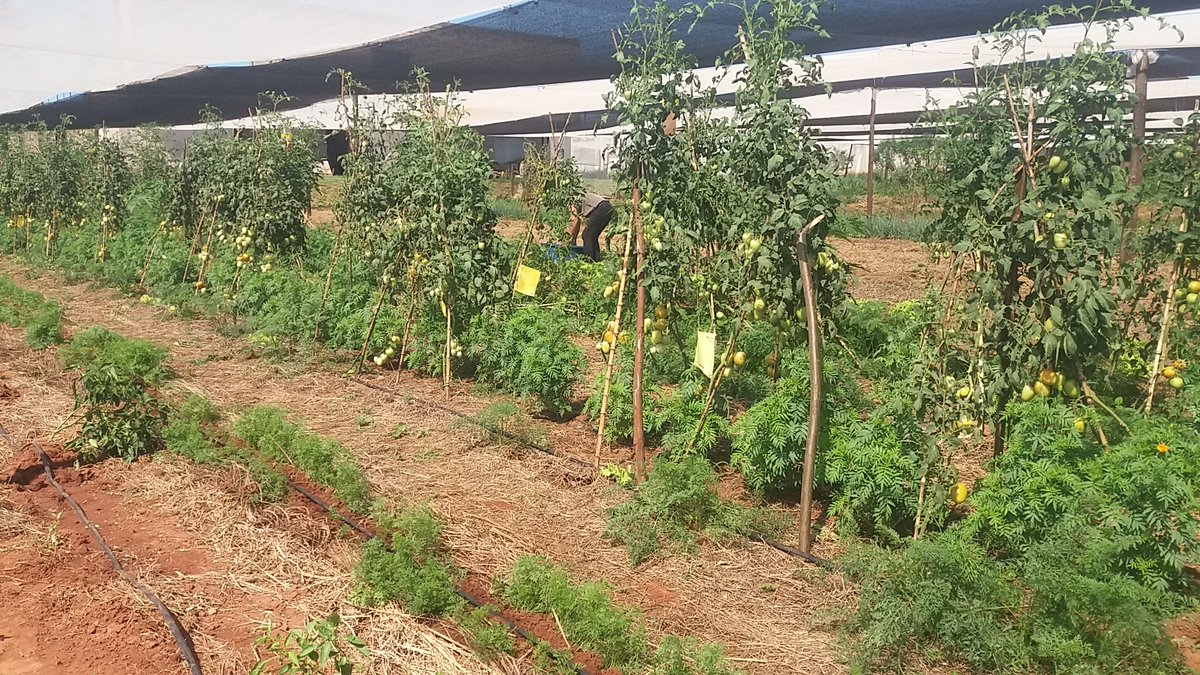 agronortecoop's tweet photo. El Ingeniero Ramon Martínez técnico de la Cooperativa nos muestra con hecho, que si se puede producir hortalizas orgánica @SegoviaColman @ayalagimenez @cgaleanoperrone https://t.co/jejzH1KxoV