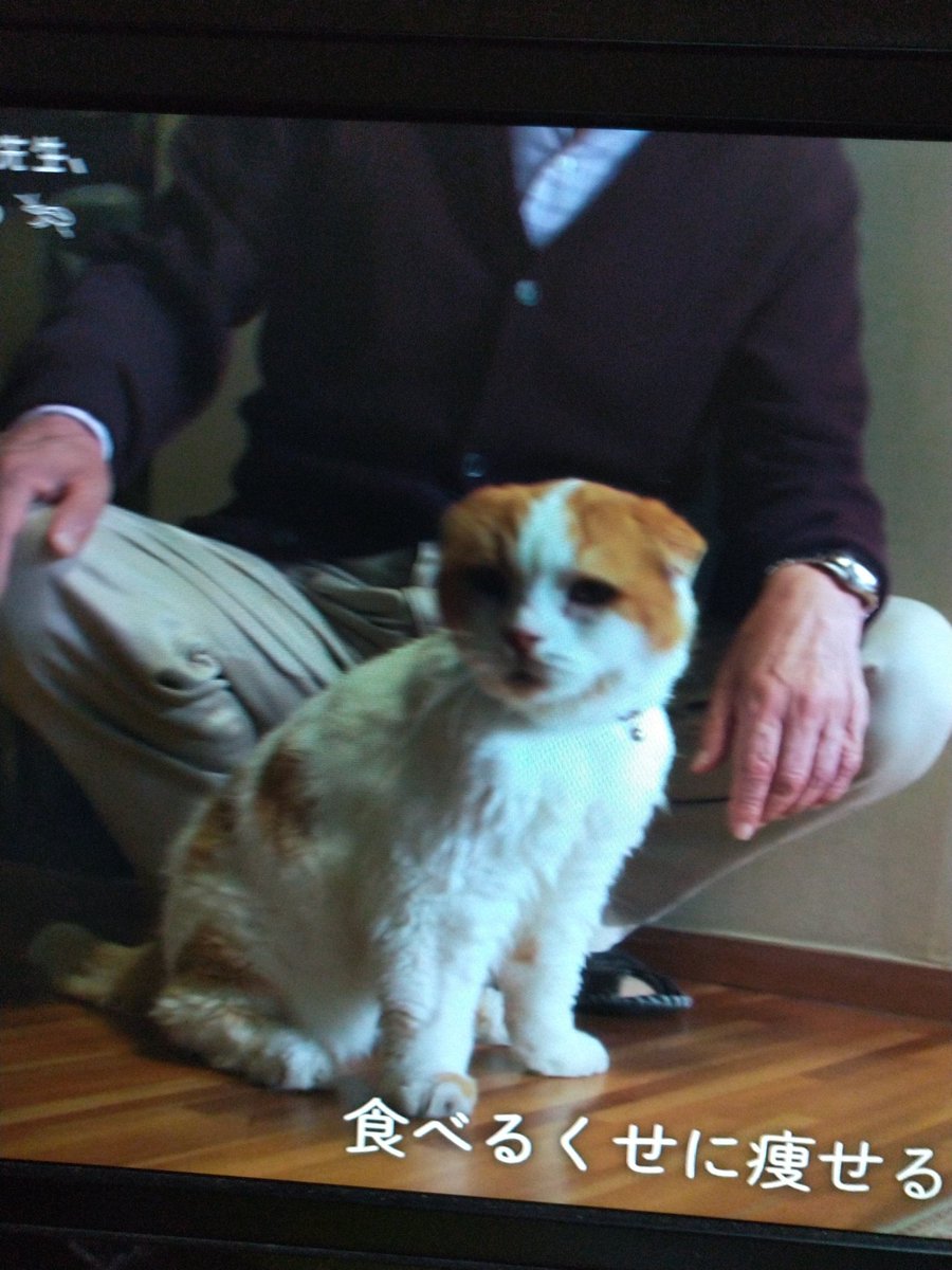 養老先生ときどきまる