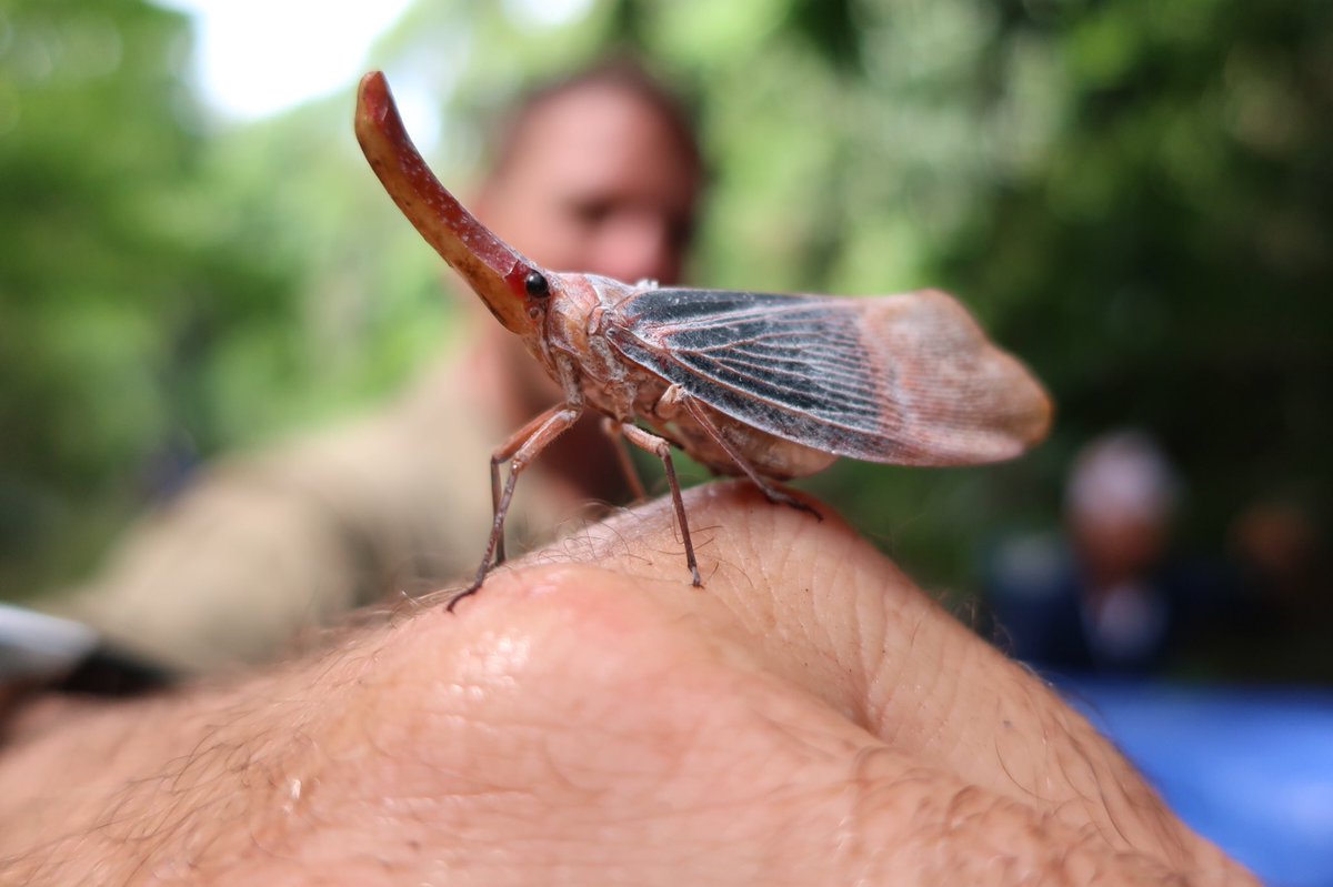 Steve Backshall tweet media