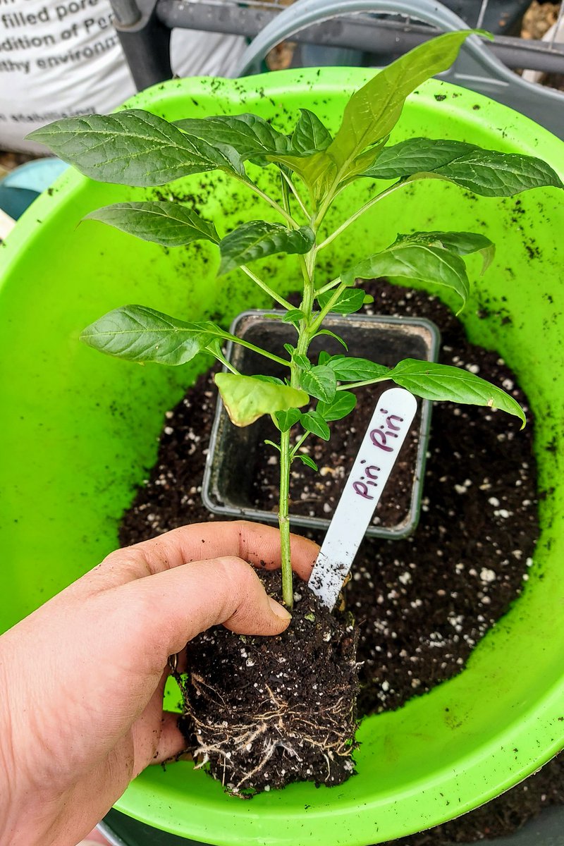 KellyWoodroffe's tweet photo. Today I potted up my Peri Peri whilst I sheltered from the ridiculous wind and showers in the greenhouse. It's my first time growing these and they're getting quite bushy even in their tiny 7cm pots. Now they've got more room to grow. #chillies #willbespicy #growingmyown https://t.co/jrZ2kUhisS