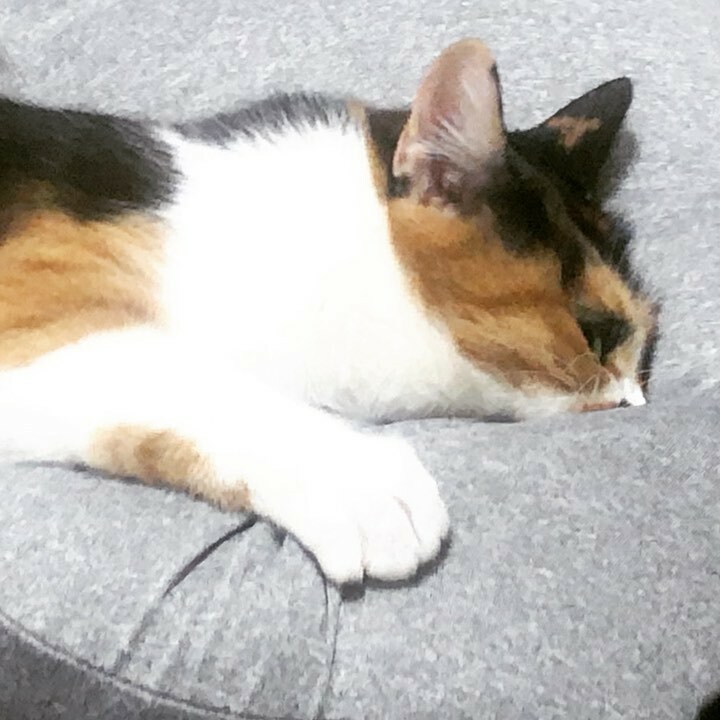 いえねこ修行