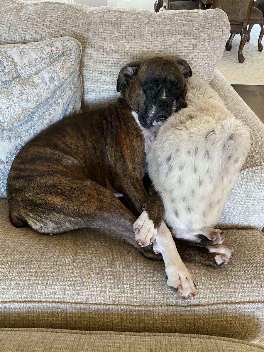 ScoutTheBoxer's tweet photo. Okayyyyy, being a big brother is tough. @LunaTheBoxer4 is wearing me out. I. NEED. SLEEP. 🐾💙 https://t.co/9uGAxS7c69