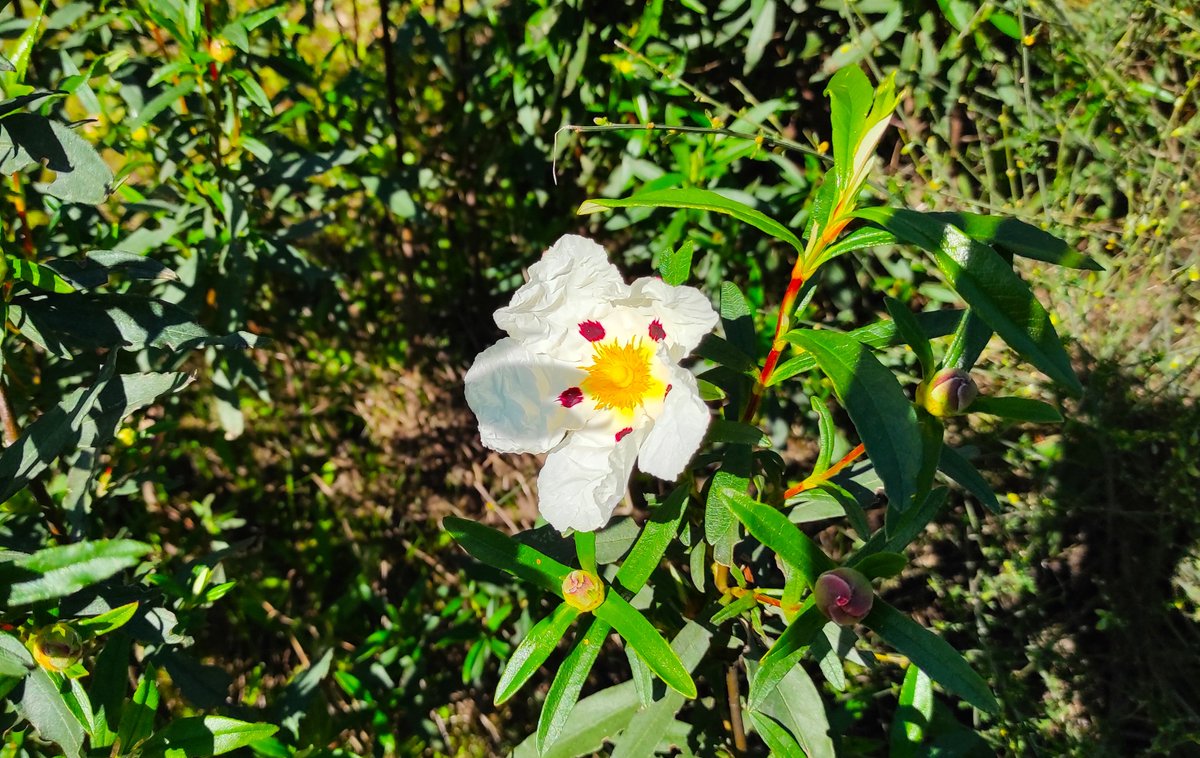 buscandoalfiz's tweet image. Albor primaveral #Cáceres #Valdeflores #Valhondo #San_José #Sierra_de_la_Mosca #Flor_de_jara