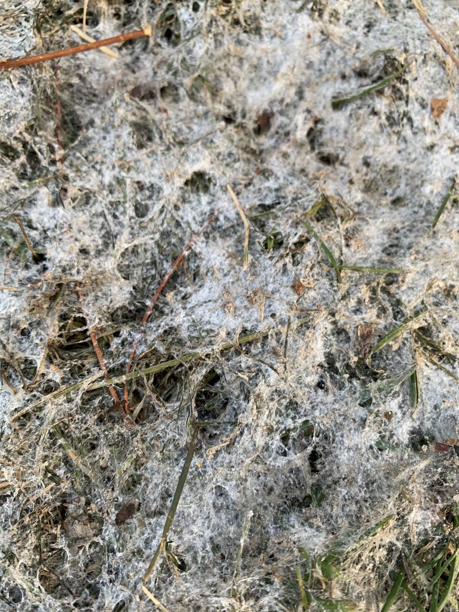 Best patch in the whole neighborhood #snowmold