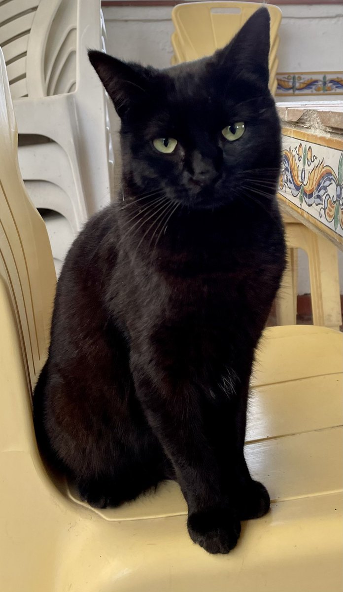 helenapinen's tweet photo. Twitter, necesitamos vuestra ayuda🙏🏻🥺. Gata perdida en Can Bonastre, Piera, la noche del 28 de febrero. Es negra, muy joven y cariñosa, y apenas sabe maullar. No lleva collar y responde al nombre de Panterita. https://t.co/K9GlSM4vxC