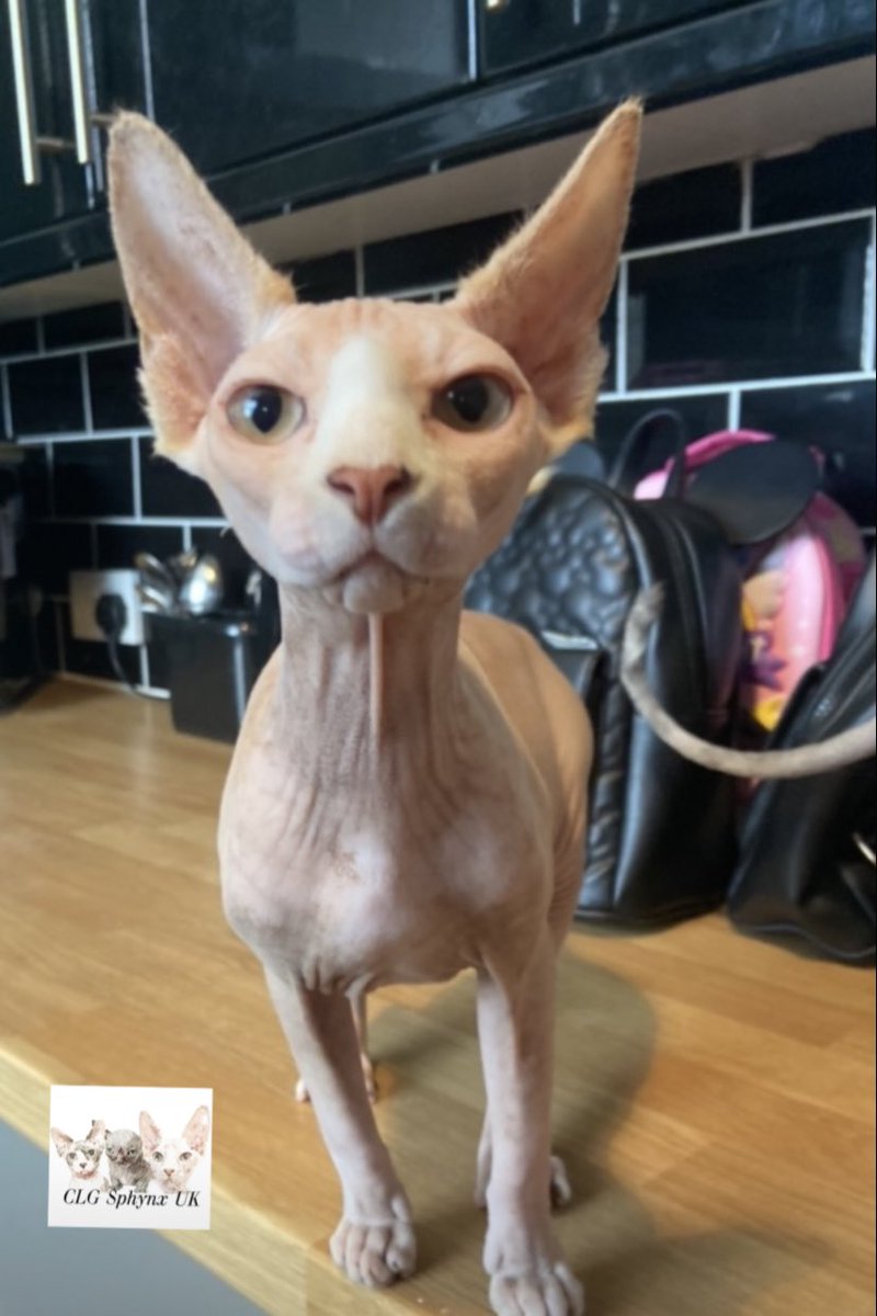 Nunny  #sphynx #sphynxcat #sphynxwag #sphynxclub #sphynxworld #sphynxlovers #sphynxmoments #sphynxofig #sphynxdaily
#sphynxcorner #sphynxworldwide #sphynxsquad #sphynxcattery #sphynxbreeder #sphynxunlimited #sphynxgram #sphynxclothes #sphynxmom #sphynxhouse #sphynxstagram