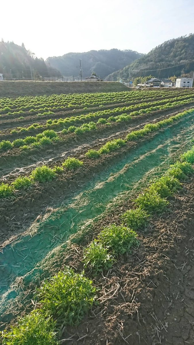 aki_rina's tweet image. 【農家からSOS】契約先との取引がなくなり水菜が3000株余っていて、あと1週間で処分しなければならない…と緊急のSOSがありました。寒さを耐えて甘さが増している水菜、いろんな料理で活躍するはず🌱いかがでしょうか？

▼水菜と丹波篠山黒大豆のセット
tabechoku.com/products/77029

#農家漁師からのSOS