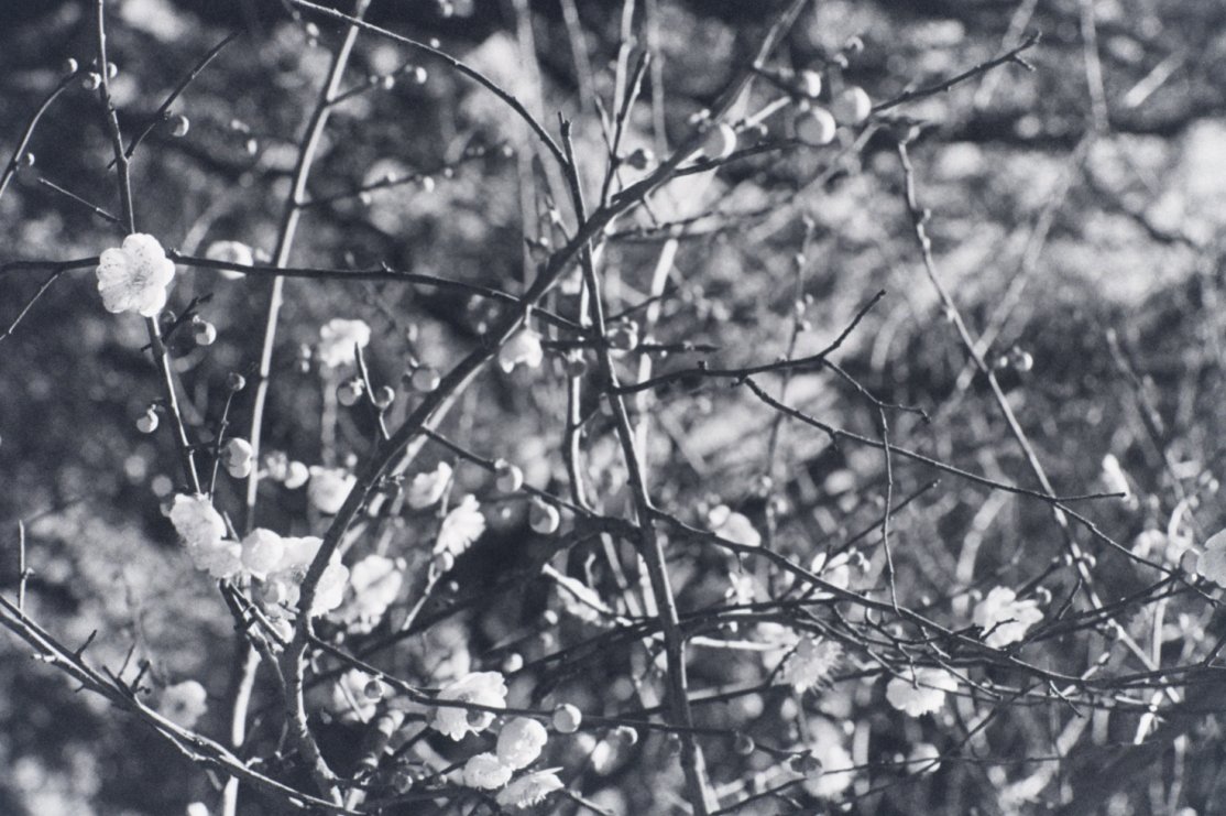 闇司祭ファラリス エモいといえば白黒写真と花 という趣がある あと背景のボケ おれの考えるエモい Dpz