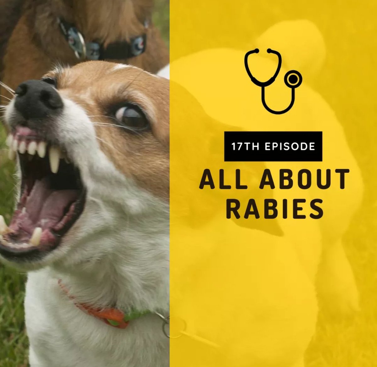 Join us tomorrow for Thank You Doc, 8:30-930am via fb, youtube and kumu channel.😎

Rabies po topic.

Kung deadly ang corona virus, nakamamatay din ang rabies virus.

Deadly for us, deadly for our pets, kaya nood na kayo bukas. facebook.com/thankudoctv/