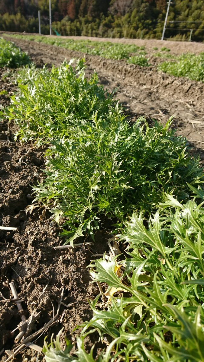aki_rina's tweet image. 【農家からSOS】契約先との取引がなくなり水菜が3000株余っていて、あと1週間で処分しなければならない…と緊急のSOSがありました。寒さを耐えて甘さが増している水菜、いろんな料理で活躍するはず🌱いかがでしょうか？

▼水菜と丹波篠山黒大豆のセット
tabechoku.com/products/77029

#農家漁師からのSOS