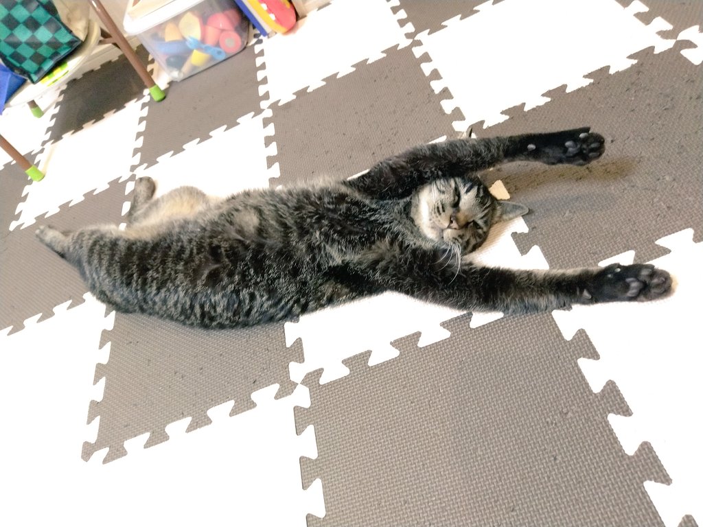 shinbecat's tweet image. 伸びの見本🐈️
#万歳ねこ