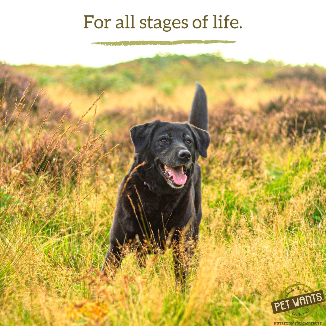 🐾 We have special dog food blends designed for puppies, adult dogs, and seniors. Nutrition you can trust through the years. 
..
petwantscincywest.com  #petfood