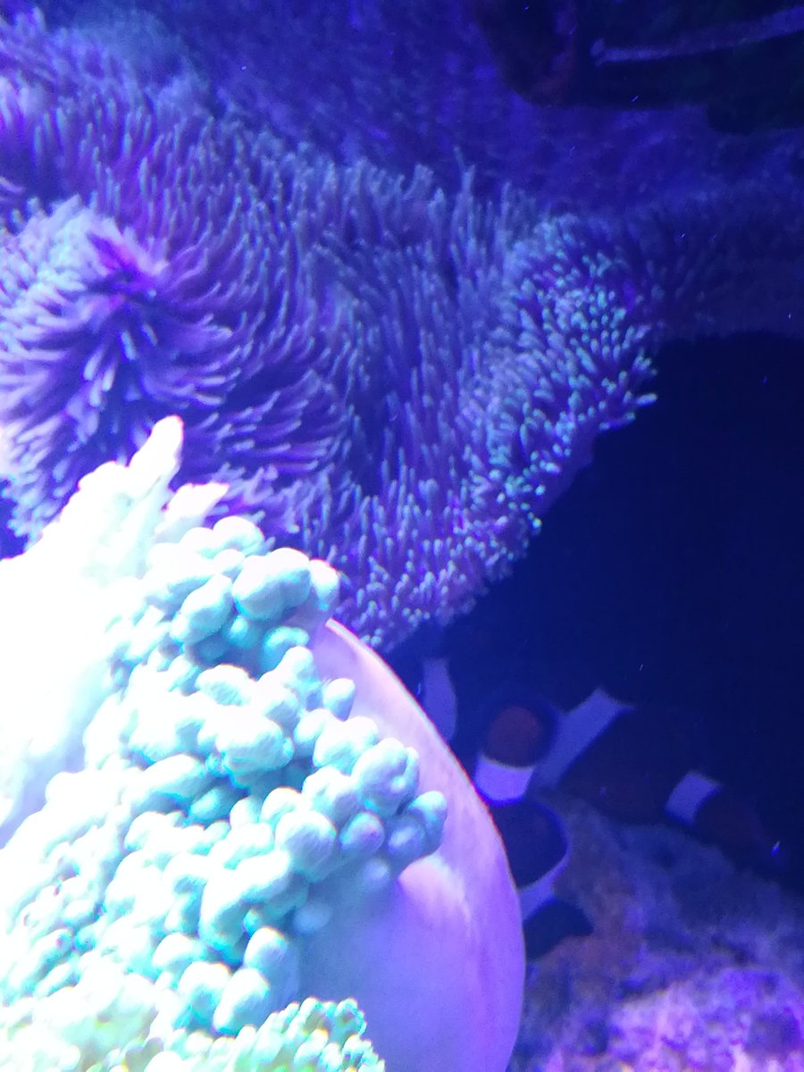 海水魚飼育 タロウ Afrzdyikcs5mqin Twitter 海水魚飼育 タロウ Afrzdyikcs5mqin Twitter