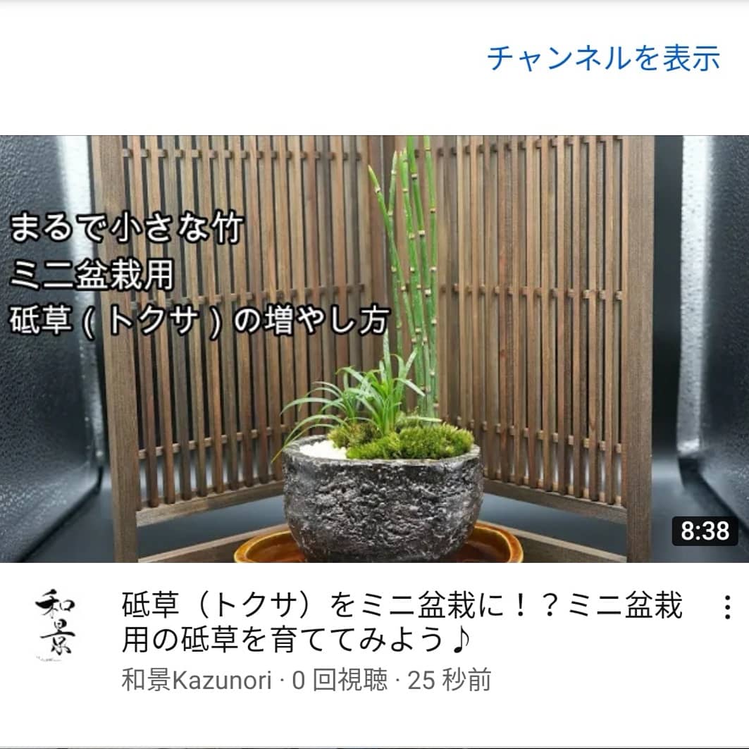 和景 Kazunori V Twitter 前回からちょっと空きましたが You Tubeに新しい動画をアップしました 盆栽 や庭園で人気の砥草をミニ盆栽に使う方法 増やし方を紹介してます ぜひご視聴ください T Co Cxlxlcj1xc 砥草がいい感じ Japanesetraditional ミニ