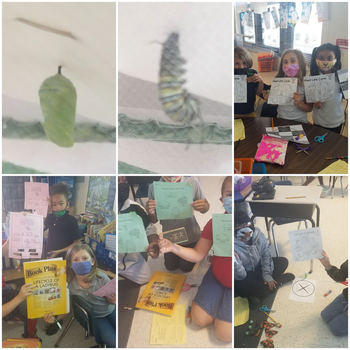 Second grade exploring life cycles. <a href="/rjlCardinals/">RJ Longstreet Elementary</a> #VCSscientists