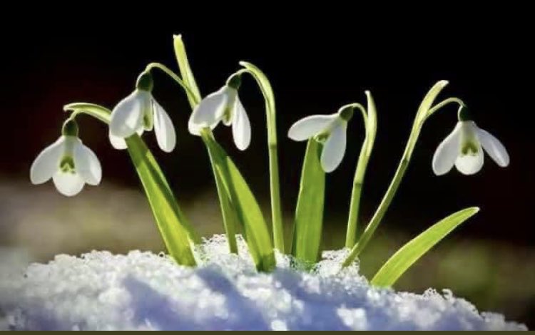 ⁦<a href="/BonessPublic/">Bo'ness Public PS</a>⁩ remembers #Dunblane