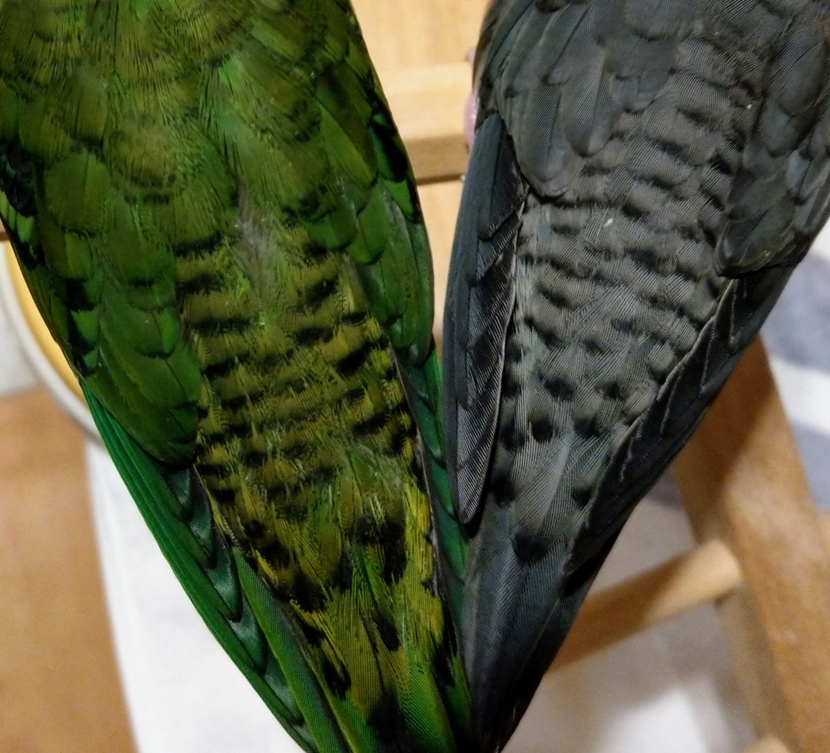 Garamon Garamon306 Twitter