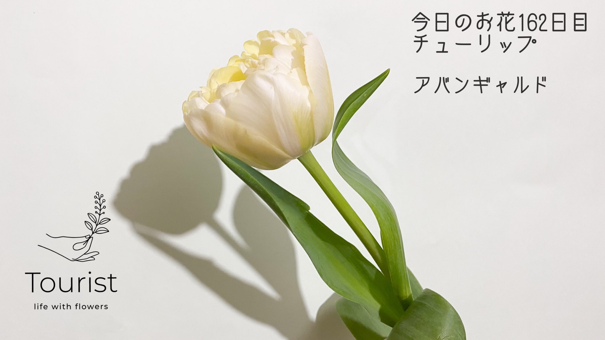 تويتر 渡邉 友里 フラワーデザイナー 情景を切り取る花屋tourist على تويتر 今日のお花 162日目 チューリップ アバンギャルド 花言葉は 博愛 思いやり 名声 など 革新的 前衛的という意味の名前がちょっと似合わないようなかわいらしいクリーム色の تويتر 渡邉 友里 フラワーデザイナー 情景を切り取る花屋tourist على تويتر 今日のお花 162日目 チューリップ アバンギャルド 花言葉は 博愛 思いやり 名声 など 革新的 前衛的という意味の名前がちょっと似合わないようなかわいらしいクリーム色の