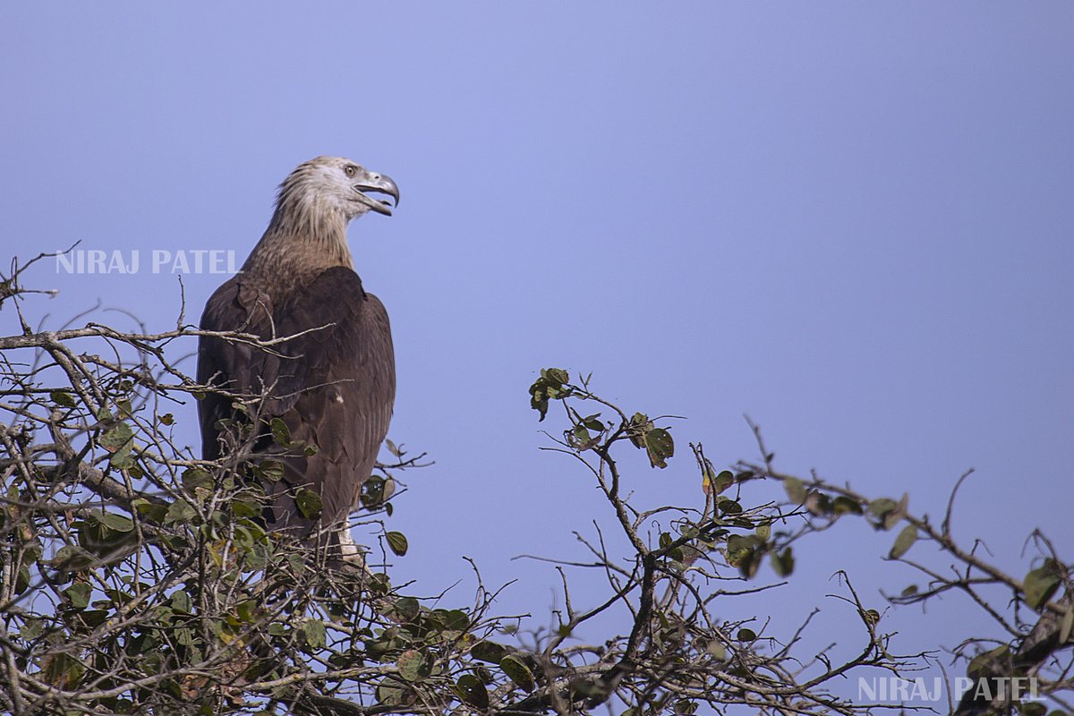 Pallas's fish eagle bit.ly/1K1Qi4a eagles of India #pallasfisheagle #pallasseaeagle #fishkiller #eaglesofindia #birdsofindia #jimcorbettpark #birding #birdwatching #birdphotography #IndiAves #avibase #raptorsofindia #eaglephoto