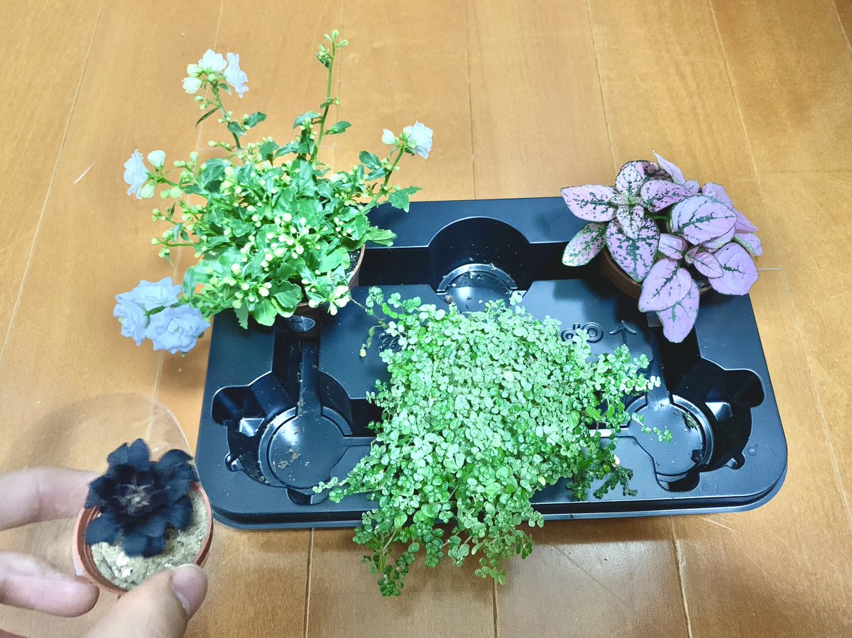 Uzivatel 緋翠あを ꕤ Hiƨui Awo Na Twitteru カンパネラ カンパニュラ カンパネルラ カムパネルラは どれも同じです ただ 米津さんの曲名はこの植物ではなく イタリア語で 瞳 という意味の方だと思います この植物の花言葉は 感謝 誠実な愛 思いを告げる 歌詞の