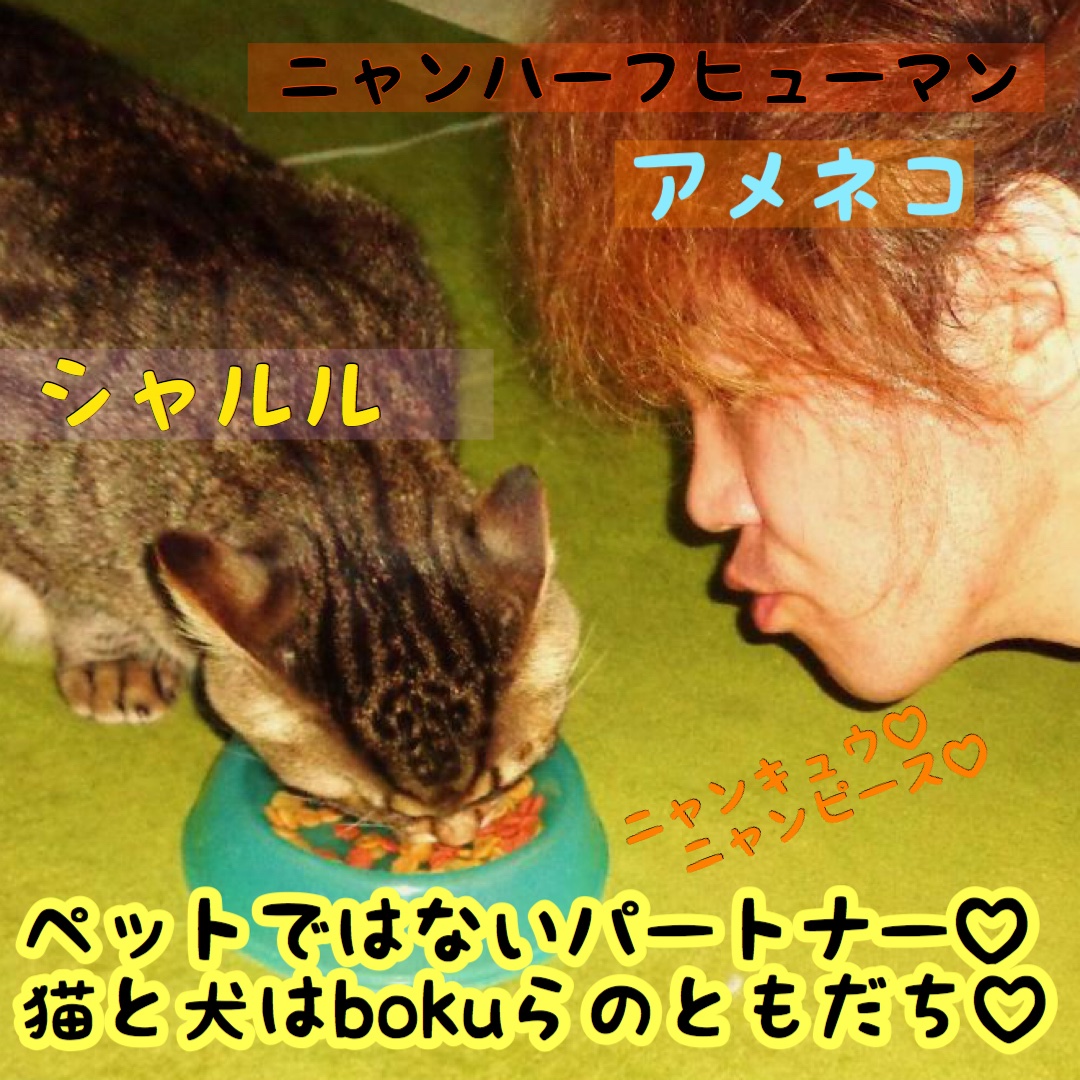 最も欲しかった インスタ 猫 犬 漫画 インスタ 漫画 犬 猫 Jpblogsongogbr 最も欲しかった インスタ 猫 犬 漫画 インスタ 漫画 犬 猫 Jpblogsongogbr