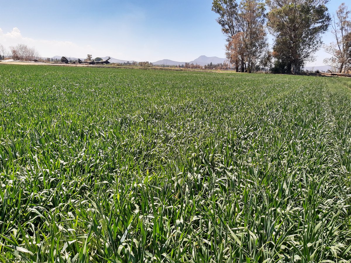 JOSERIC15525736's tweet photo. Aquí está la variedad de trigo Faisán solamente necesito un kilogramo de grano promedio por metro cuadrado para llegar a la meta de rendimiento propuesta de 10 t/ha. Hasta ahorita todo bien. Son cinco hectáreas en AC localidad la Trinidad Acámbaro Guanajuato https://t.co/zNAwednZcJ